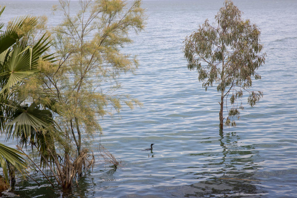In this Saturday, April 25, 2020 photo, a bird swims where dry land used to be in the Sea of Galilee, locally known as Lake Kinneret. After an especially rainy winter, the Sea of Galilee in northern Israel is at its highest level in two decades, but the beaches and major Christian sites along its banks are empty as authorities imposed a full lockdown. (AP Photo/Ariel Schalit)