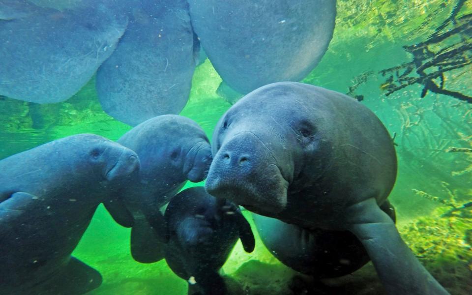 Manatees swim with their calves at Blue Spring State Park in Orange City, Florida - Red Huber /Orlando Sentinel 