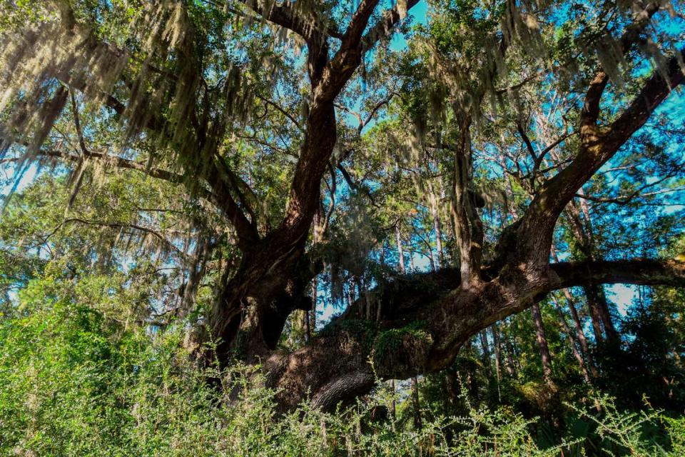 The massive live oak in Cherry Hill Plantation as photographed on Sept. 21, 2022 is in peril as the owner of the land wants to build on the property located in the Town of Port Royal.