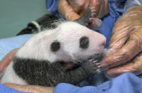 This image provided by the San Diego Zoo shows a giant panda cub receiving its first veterinary exam Thursday, Aug. 23, 2012, in San Diego. The exam allowed staff to determine that the cub is healthy, thriving and weighs 1.5 pounds, but were not able to determine the sex. This is the sixth giant panda born at the San Diego Zoo, the most born at a breeding facility outside of China.(AP Photo/San diego Zoo, Ken Bohn)
