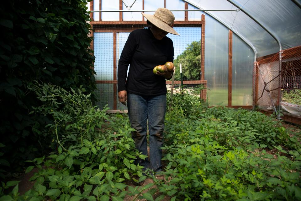 Hispanic Women's Farming Proyecto project member Marta works in the greenhouse at Buena Vida Farm between Windsor and Fort Collins on Wednesday, Aug. 17, 2022.