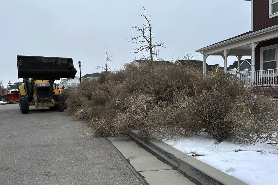 City workers clean up tumbleweeds in South Jordan, Utah, on Tuesday, March 5, 2024. The suburb of Salt Lake City was inundated with tumbleweeds after a weekend storm brought stiff winds to the area. The gnarled icon of the Old West rolled in over the weekend and kept rolling until blanketing some homes and streets in suburban Salt Lake City.(AP Photo/Brady McCombs)