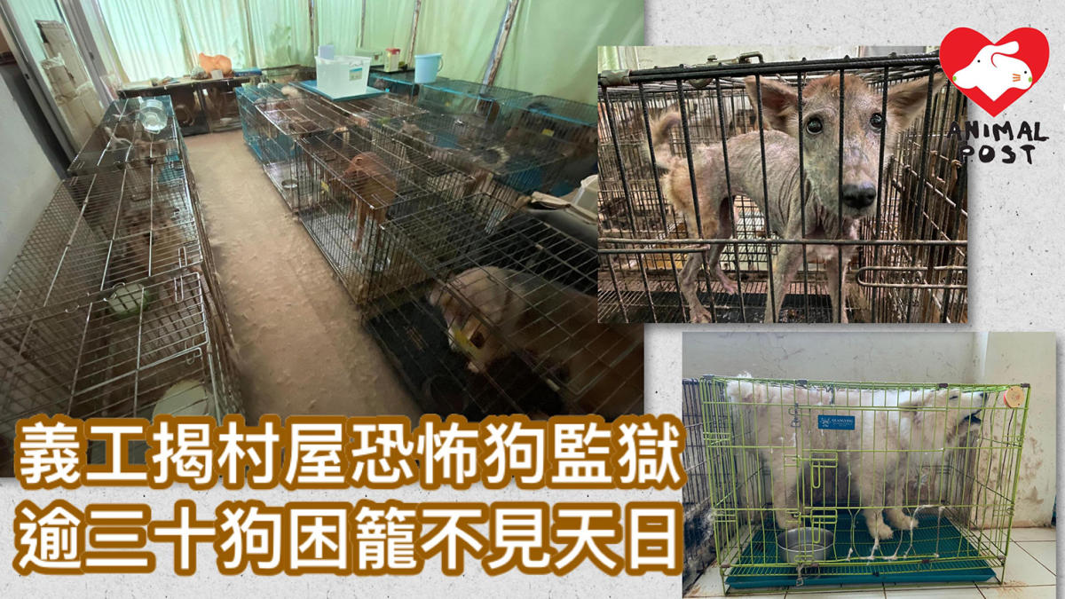 Volunteers reveal village houses have turned into horror dog prisons, more than 30 dogs are trapped in cages and see no light