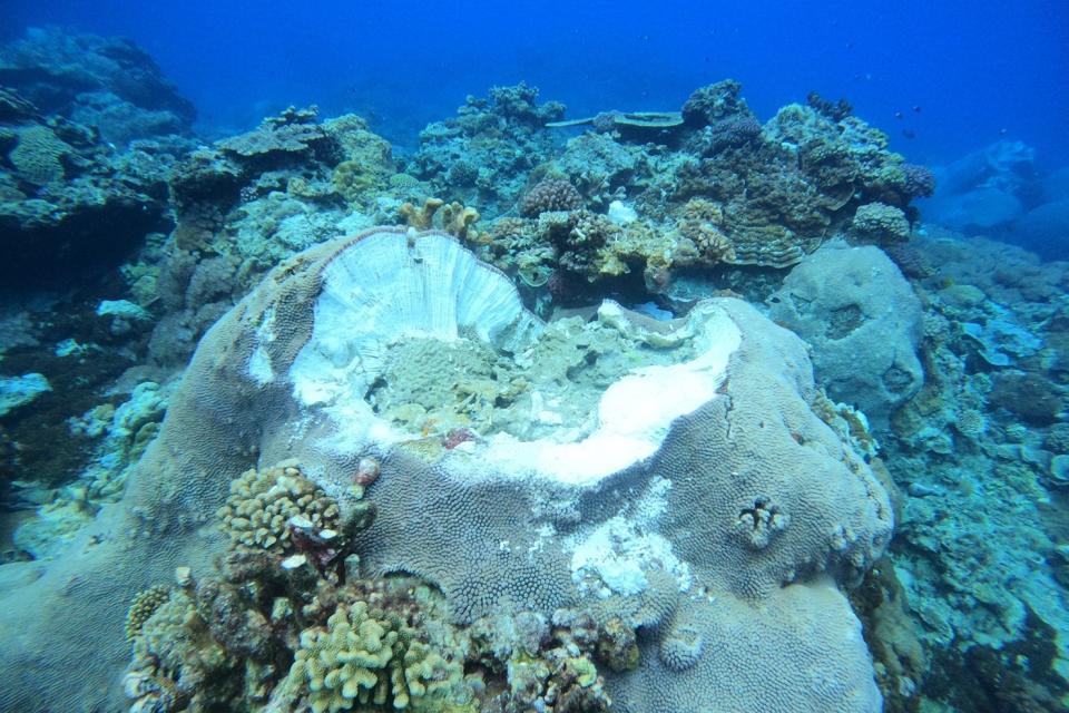綠島鄉石朗保護區珊瑚礁遭破壞。(怪獸潛水提供)