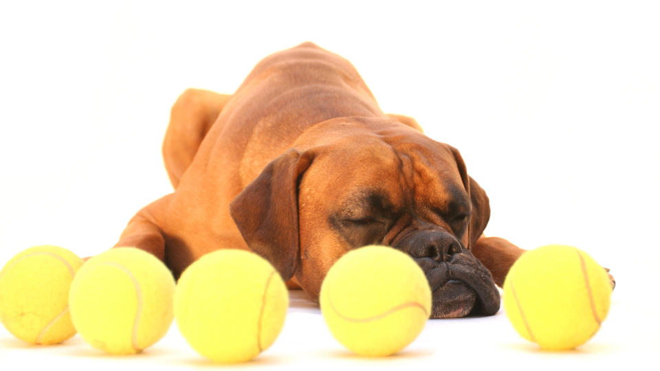Boxer dog with lots of tennis balls around him