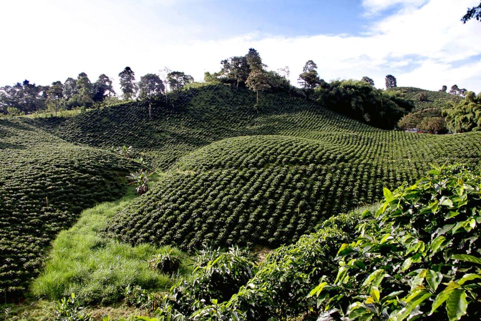 Cafetales en el Eje Cafetero colombiano | Wikipedia CC