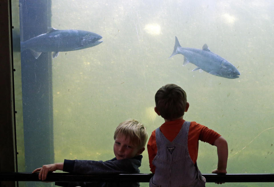 In this Sept. 14, 2017, file photo, brothers Judah, left, and Harrison Ellis watch salmon swim past viewing windows at a fish ladder where salt water transitions to fresh at the Ballard Locks in Seattle. Federal scientists say they're monitoring a new ocean heat wave off the West Coast. Researchers with the National Oceanic and Atmospheric Administration said Thursday, Sept. 5, 2019, the expanse of unusually warm water stretches from Alaska to California, and it resembles a similar heatwave that disrupted marine life five years ago. It remains to be seen whether this heat wave will linger or dissipate more quickly than the last one. (AP Photo/Elaine Thompson, File)