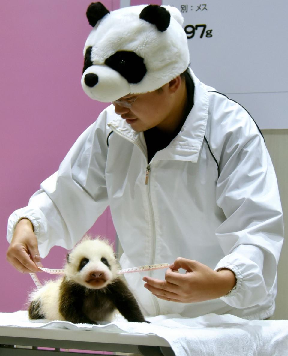 Newly born giant panda weigh In