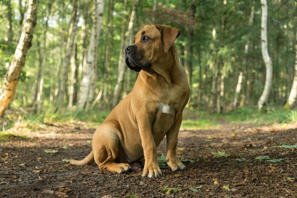 young tan colored south african mastiff dog with white patch on chest seen from the front sitting facing left in a forest setting