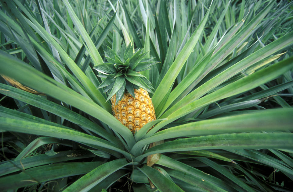 You can grow your own pineapple at home. (Photo: Getty)