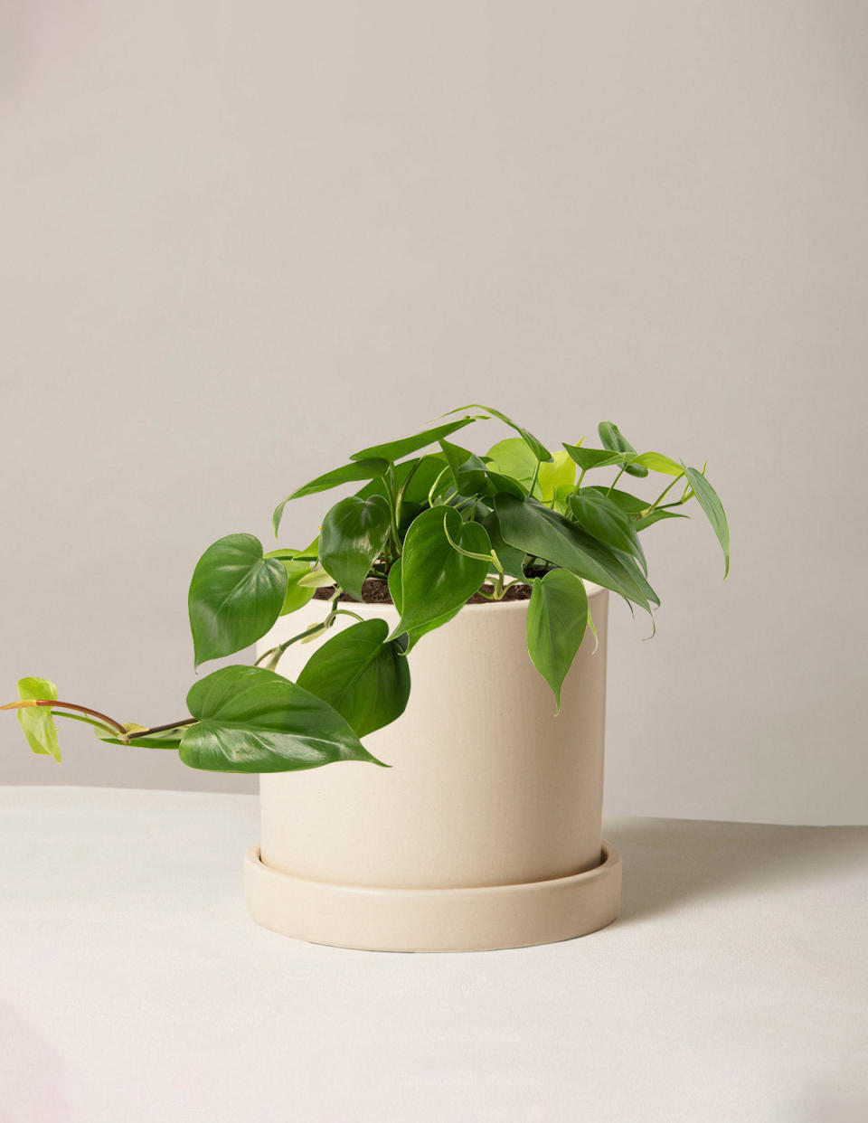 <p><a href="https://go.redirectingat.com?id=74968X1596630&url=https%3A%2F%2Fwww.thesill.com%2Fproducts%2Fphilodendron-green&sref=https%3A%2F%2Fwww.womansday.com%2Frelationships%2Fdating-marriage%2Fg42606975%2Ffirst-anniversary-gift-ideas%2F" rel="nofollow noopener" target="_blank" data-ylk="slk:Shop Now;elm:context_link;itc:0;sec:content-canvas" class="link ">Shop Now</a></p><p>Philodendron Green</p><p>thesill.com</p><p>$78.00</p><span class="copyright">The Sill</span>