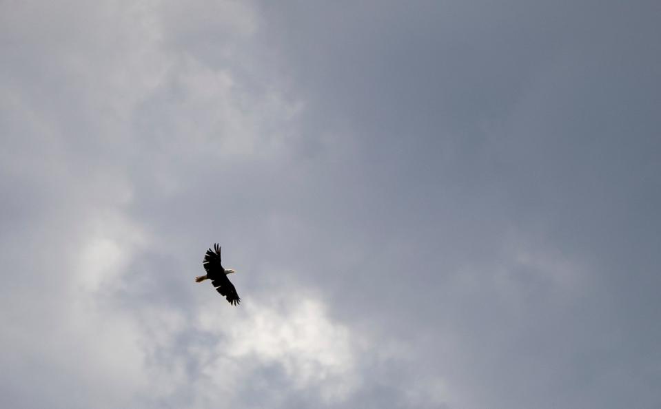 A bald eagle flies in the distance, during a visual journalist's kayak trip on the White River, Thursday, July 11, 2019.