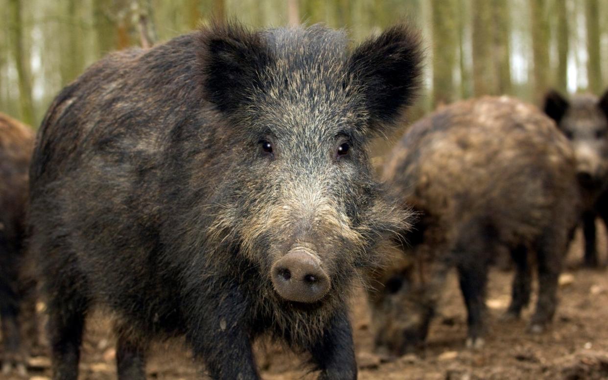 Isil reportedly started killing boar in the area after the death of its fighters - Christopher Jones