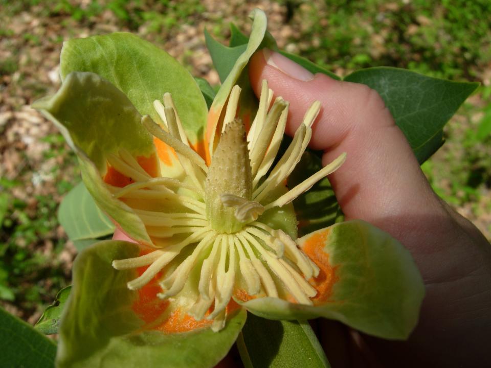 A bloom from yellow poplar, which grows rapidly, providing excellent summer shade, and seems to have few insect enemies.