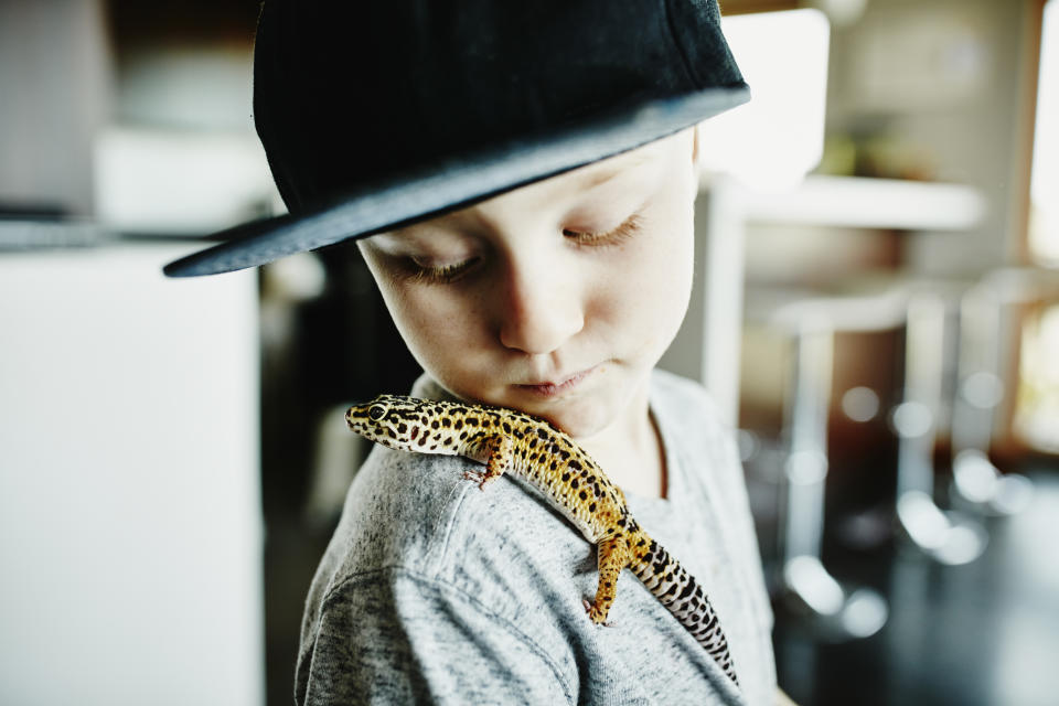 Young boy looking at pet leopard gecko resting on shoulder