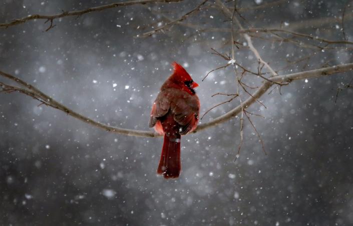 A Northern Cardinal sits on a tree branch in falling snow in the New York City suburb of Nyack, New York on January 21, 2014. (REUTERS/Mike Segar)