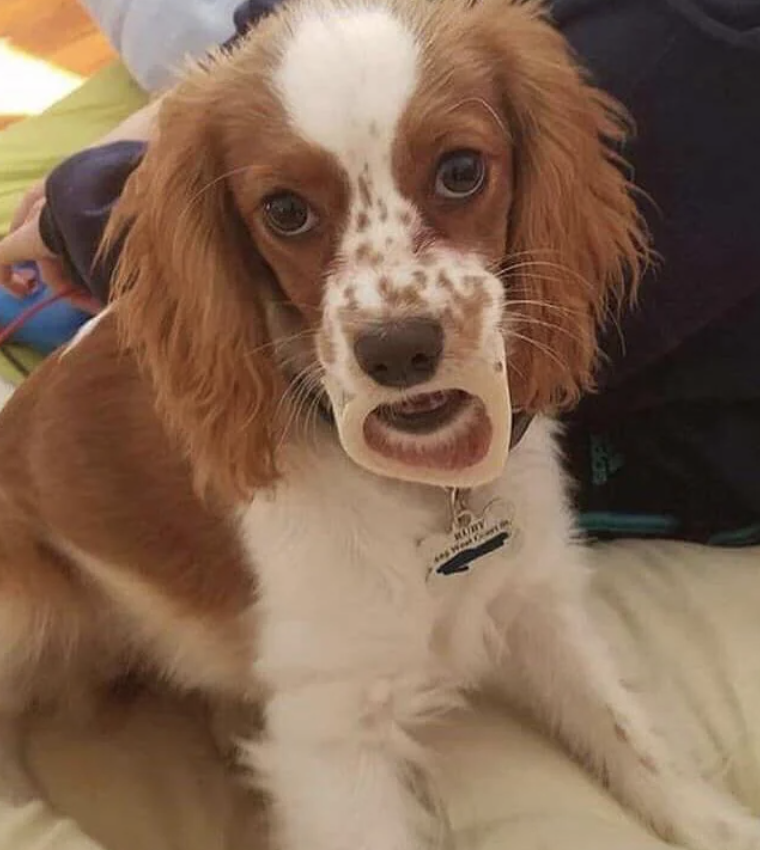 Spaniel puppy with a heart-shaped marking on nose