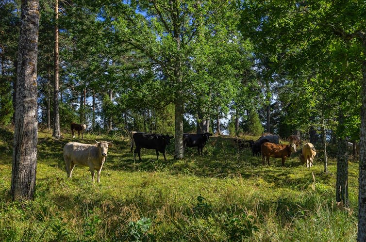 Cattle graze among the trees.
