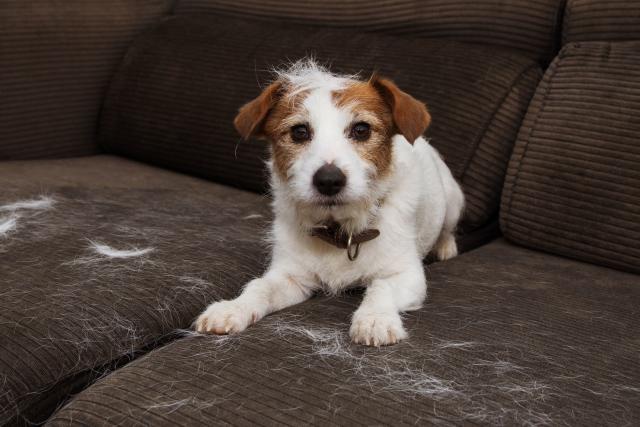 These Top-Rated Shark Vacuums for Pet Hair Will Make You Say Pet Hair?  What Pet Hair?