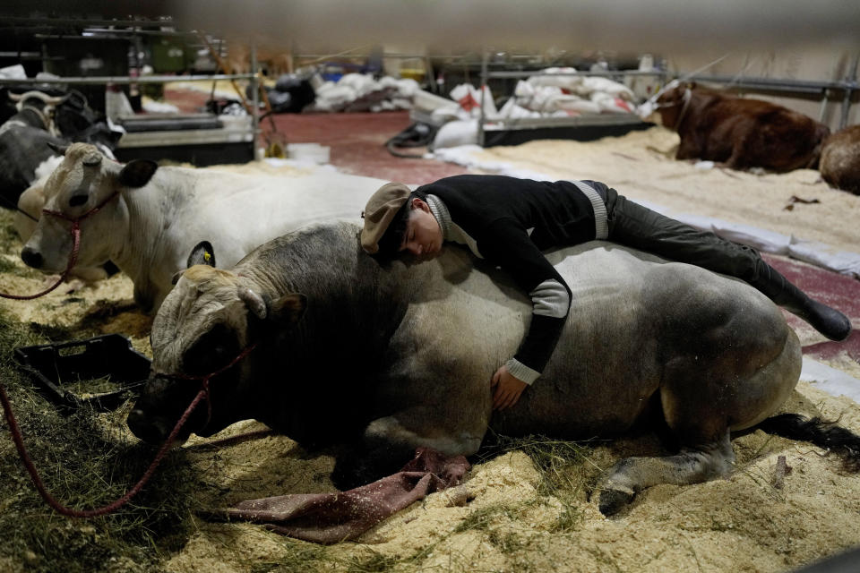 Un trabajador descansa sobre el lomo de una vaca a la que cuida durante la feria anual de la Sociedad Rural en Buenos Aires, Argentina, el 21 de julio de 2022. (AP Foto/Natacha Pisarenko)