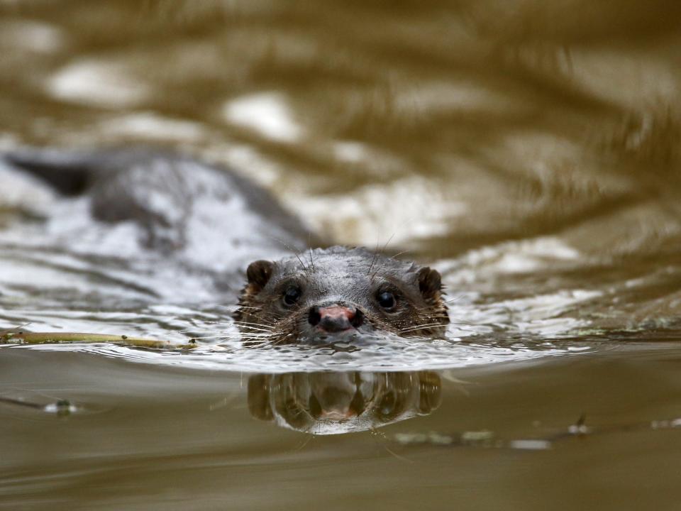 Chernobyl wildlife