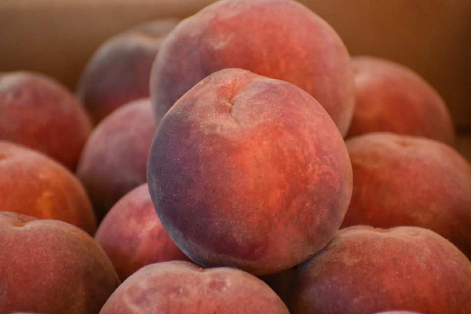 Boxes of Palisade peaches sit on a counter at peaches at the Debbie's Palisade Peaches stand at Bath Garden and Nursery, 2000 E. Prospect Road in Fort Collins, on Aug. 23, 2022.