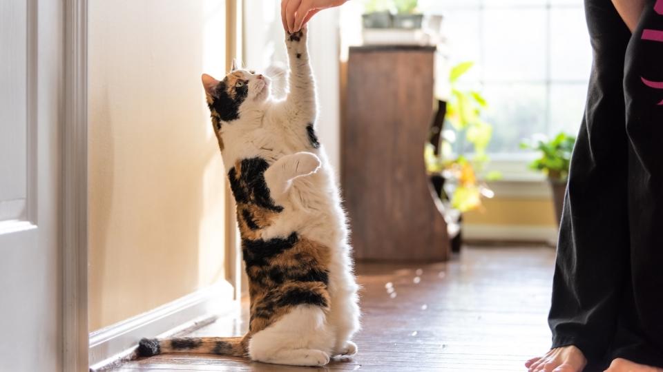 Woman training cat