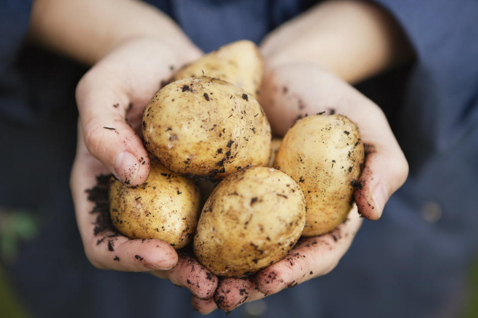 Israelischen Forscher ist es gelungen, Kartoffeln zum Leuchten zu bringen, sobald diese Stress ausgesetzt sind. (Symbolbild: Getty Images)