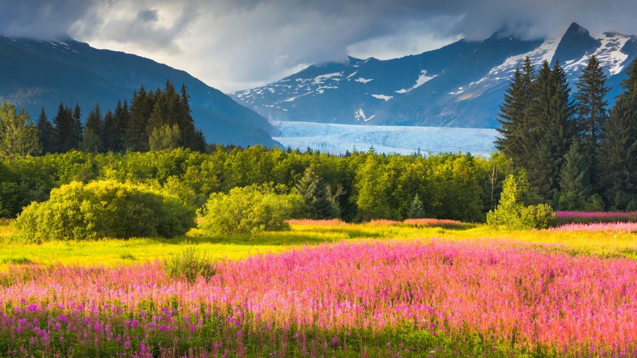  Pink and yellow flowers in a meadow at Brotherhood Park in Juneau with Mendenhall Glacier in the background. 