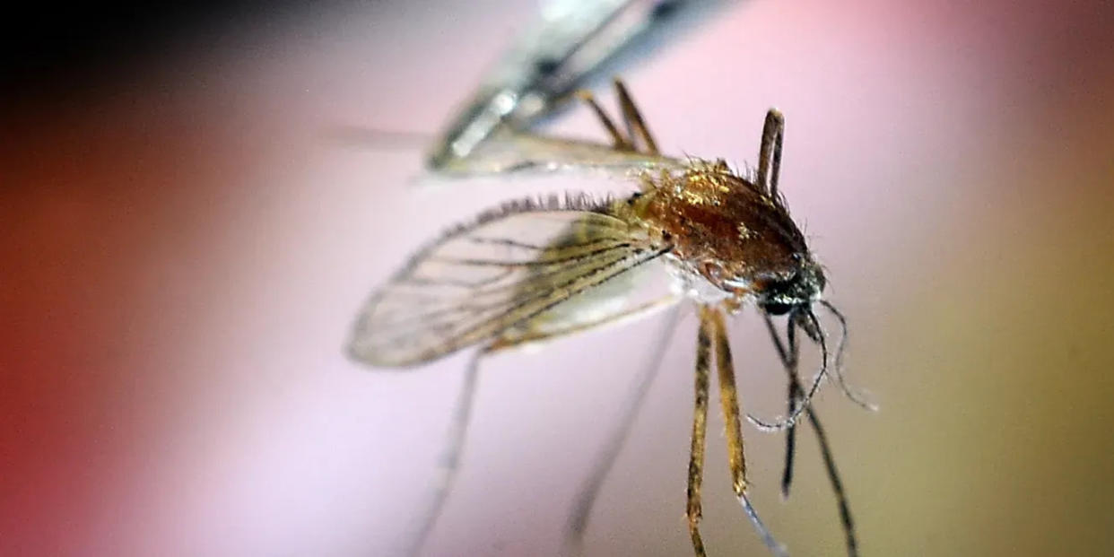 An emtomologist with the Central Massachusetts Mosquito Control Project holds up a colex mosquito, the type known to carry West Nile virus.