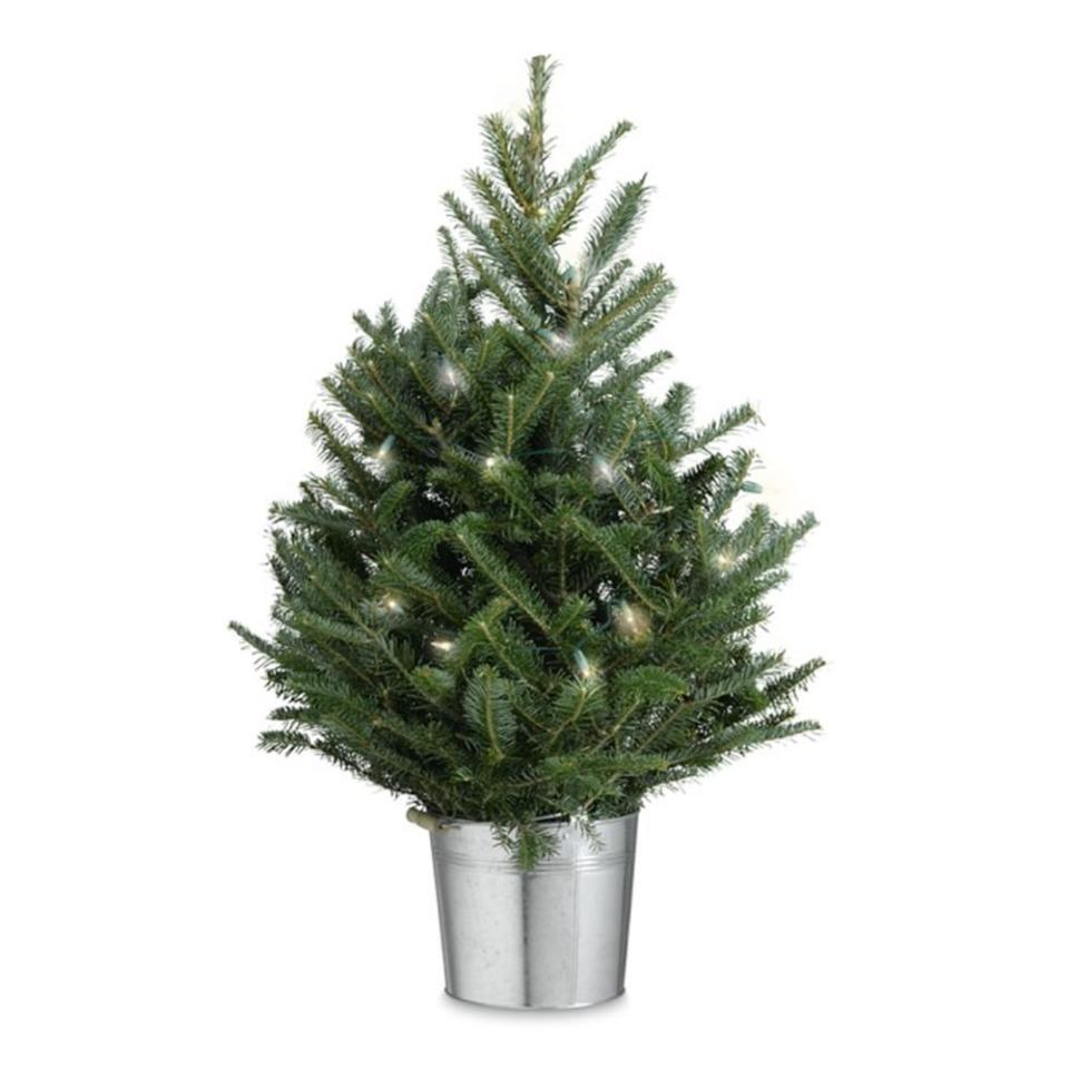 4) 24- to 36-Inch Live Fraser Fir Tree