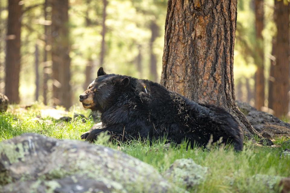A black bear winces after being shot with a dart during a routine vaccination at the Bearizona Wildlife Park in Williams on April 27, 2022. According to Dr. Alcumbrac, the darts are designed to eventually fall off or be brushed off by the bear within a short time period.
