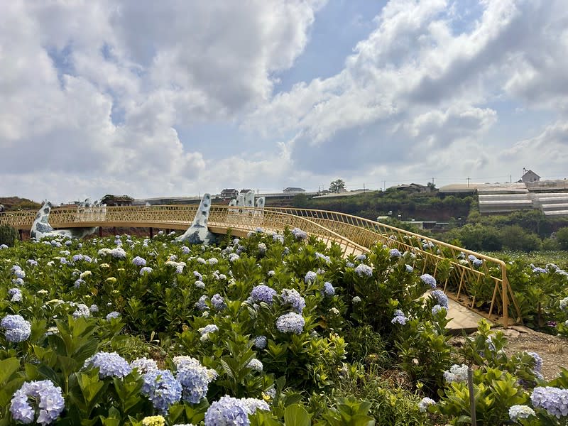 越南｜大叻繡球花 Garden hydrangeas / Vườn Hoa Cẩm Tú Cầu