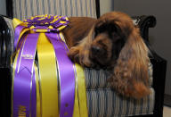 <p>First bred in 1795 in Hastings for hunting, the Sussex spaniel survived near extinction during the Second World War, but is threatened with it again now. </p>