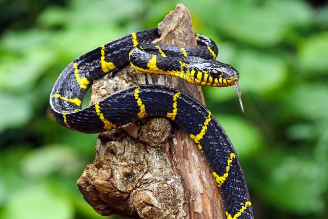 black and yellow python