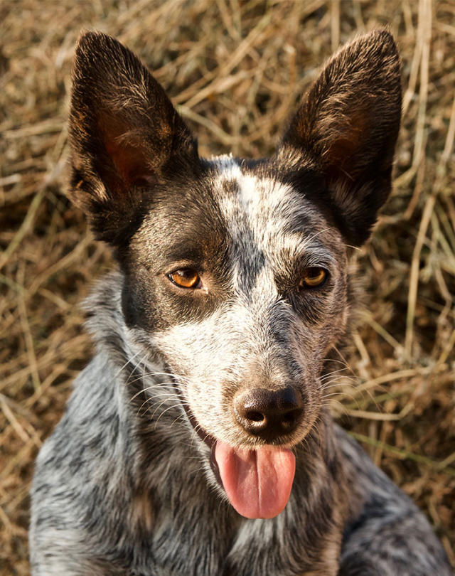 australian stumpy tail cattle dog is a mixed breed