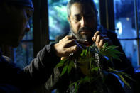 People inspect a marijuana plant during a workshop on how to grow an indoor plant at pro-cannabis Daya Foundation headquarters in Santiago, Chile May 19, 2017. REUTERS/Ivan Alvarado