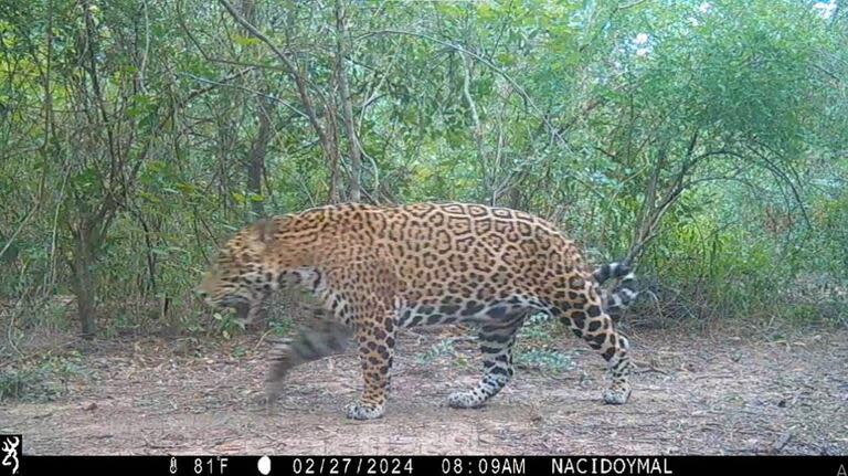 Esta fue la última fotografía que registró al ejemplar vivo, el 27 de febrero pasado