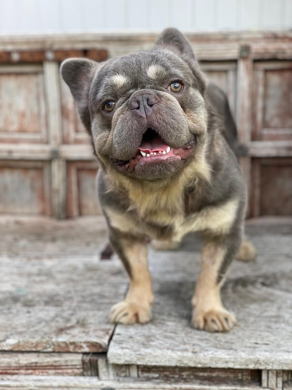 Frenchie Stanley Smiles