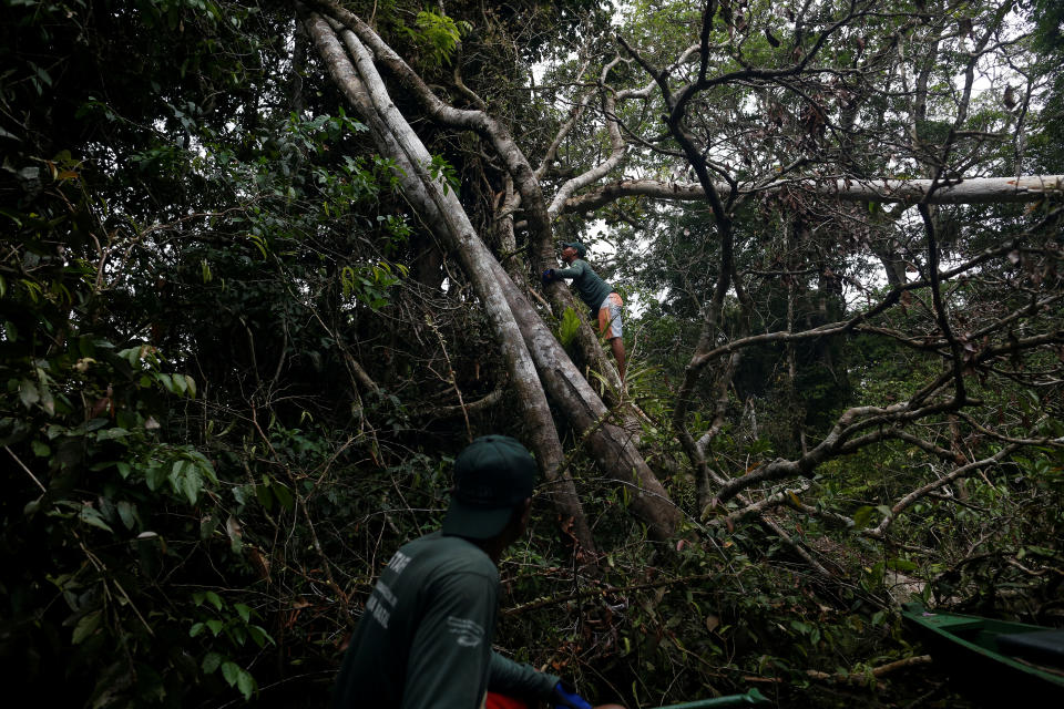 <p>Research assistants from the Mamiraua Institute check a tree where they spotted a jaguar at the Mamiraua Sustainable Development Reserve in Uarini, Amazonas state, Brazil, June 1, 2017. (Photo: Bruno Kelly/Reuters) </p>