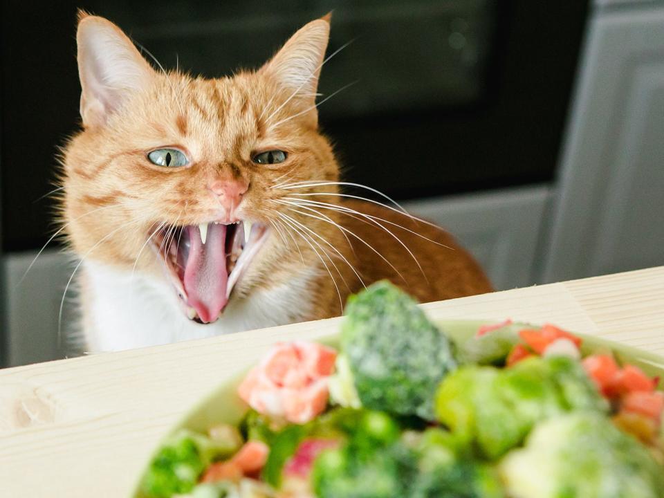 screaming cat doesn't want your damn salad and vegetables