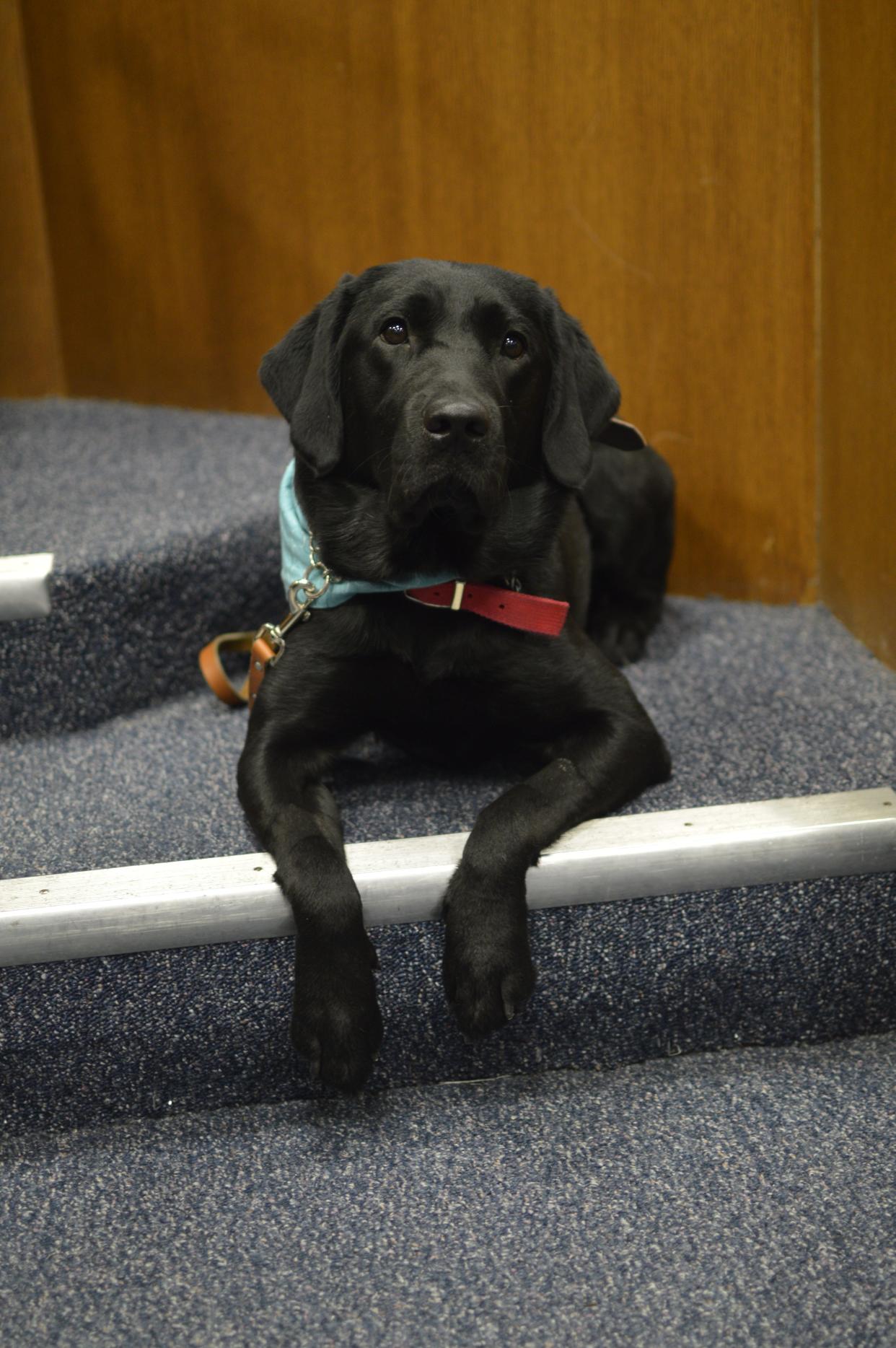 Jellybean went through six weeks of training to became a canine court advocate in Wayne County, Michigan.