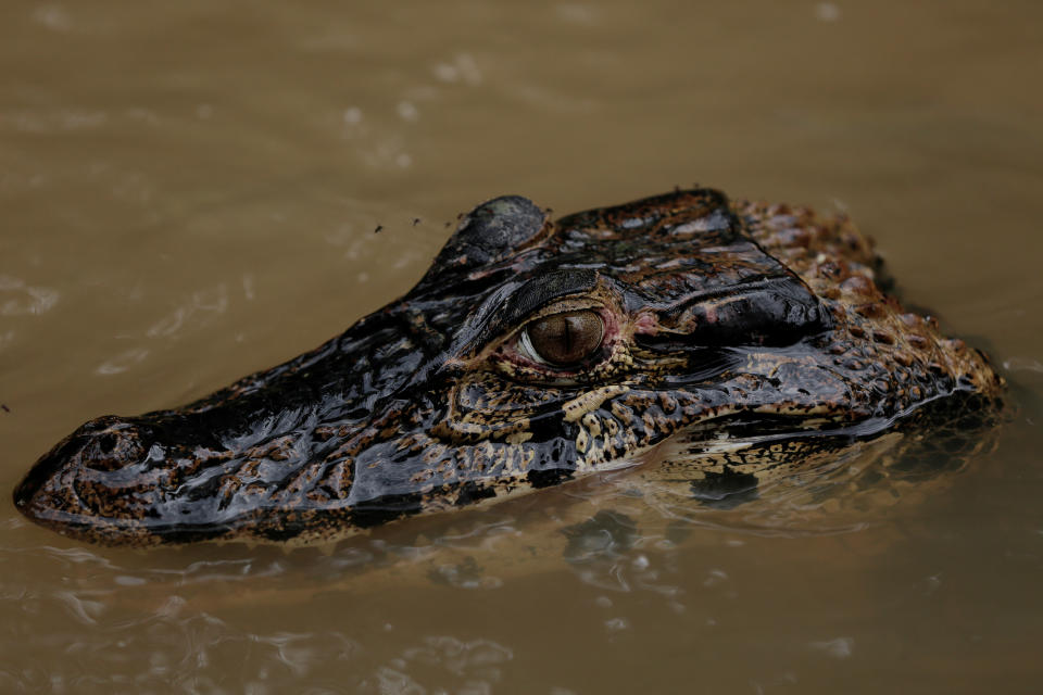 <p>An alligator, part of the jaguars’ diet, surfaces at the Mamiraua Sustainable Development Reserve in Uarini, Amazonas state, Brazil, Feb. 11, 2018. (Photo: Bruno Kelly/Reuters) </p>