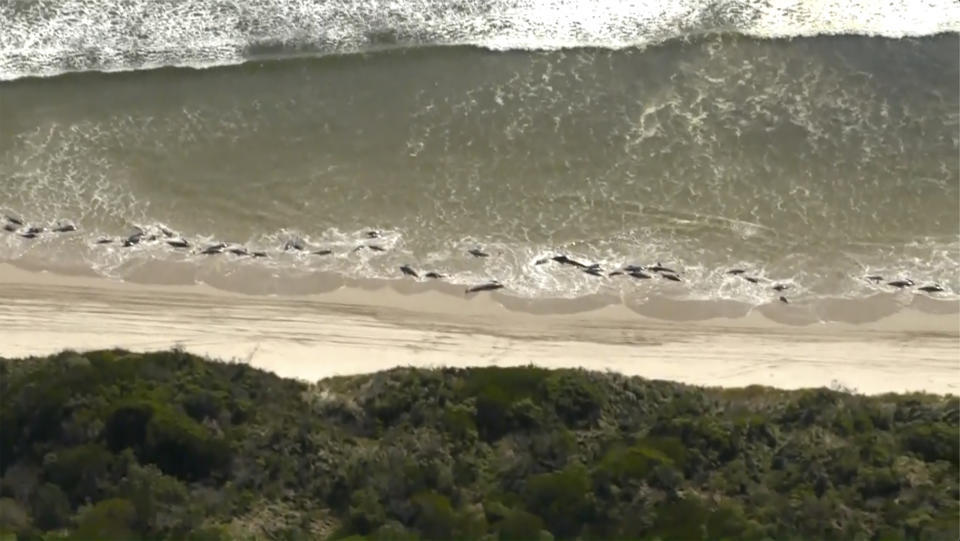 This image made from a video, shows whales stranded on Ocean Beach near Strahan, Australia Thursday, Sept. 22, 2022. A day after 230 whales were found stranded on the wild and remote west coast of Australia’s island state of Tasmania, only 35 were still alive despite rescue efforts that were to continue Thursday. (CHANNEL 9 via AP)