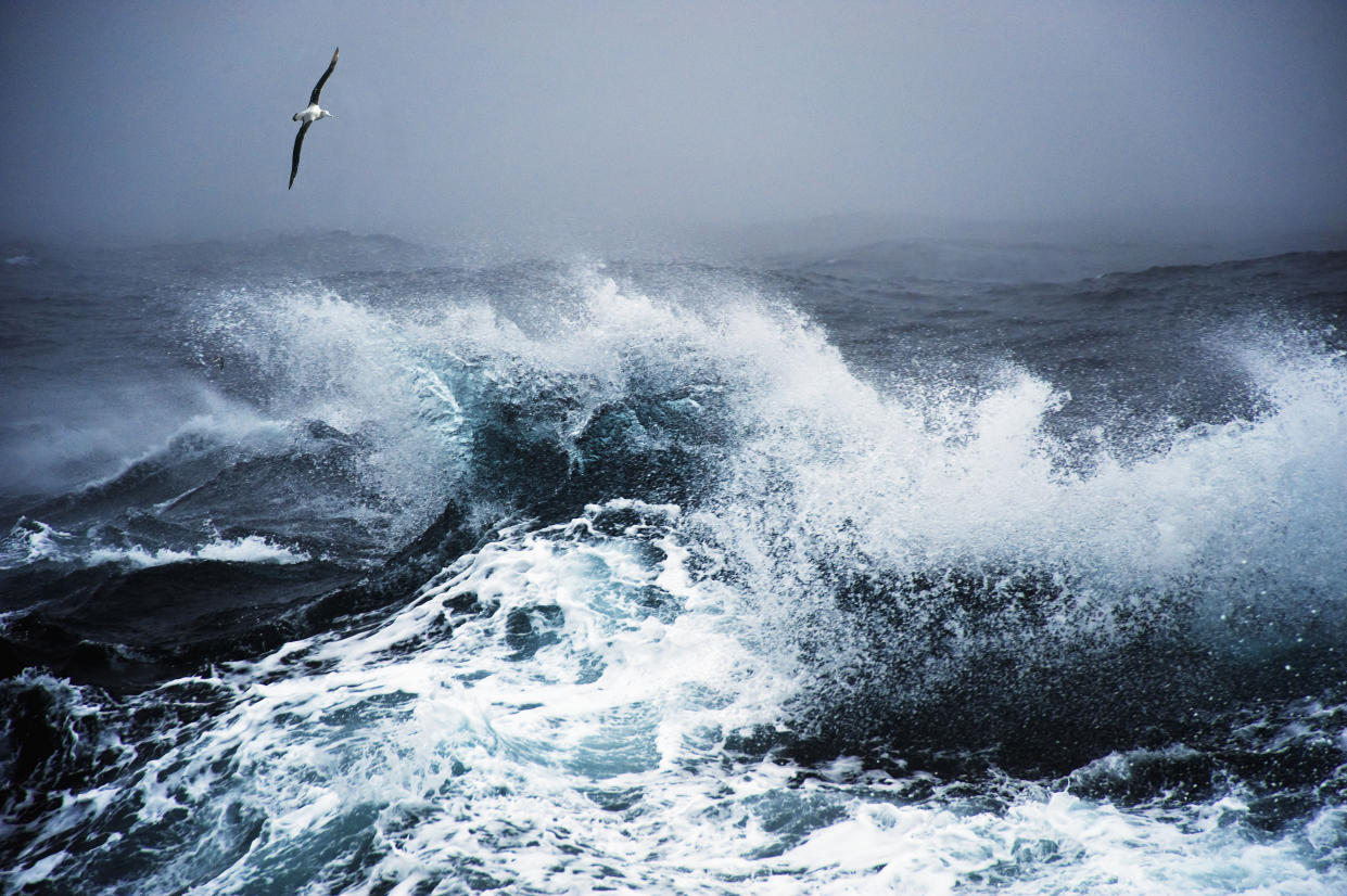 Wandering Albatross flying over Rough Sea, Drakes Passage, Southern Atlantic Ocean