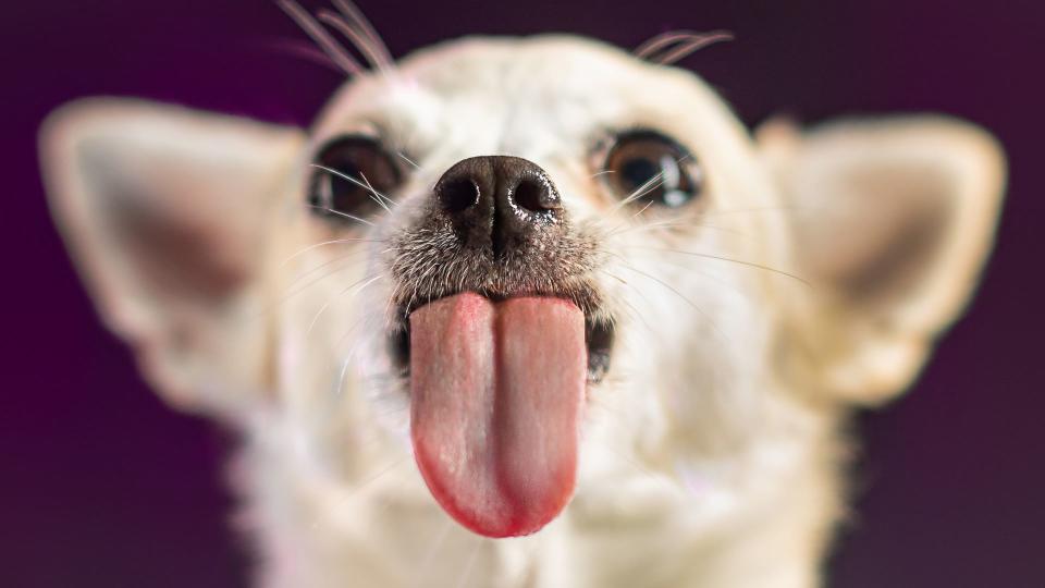 Dogs have less tastebuds than people