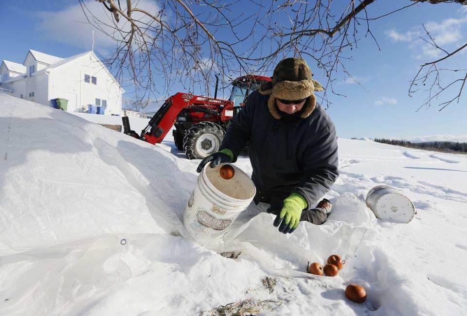 Orchard Manager Gilles Drille gathers apples for the ice harvest to make ice cider on the 430-acre apple orchard and cidery at Domaine Pinnacle in Frelighsburg, Quebec