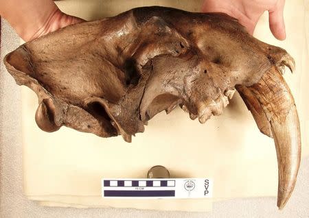 A partially fossilized jaw from an adult Smilodon fatalis saber-toothed cat showing a fully erupted canine is pictured in this undated handout photo courtesy of the American Museum of Natural History (AMNH), obtained by Reuters on July 1, 2015. REUTERS/AMNH/J. Tseng/Handout via Reuters