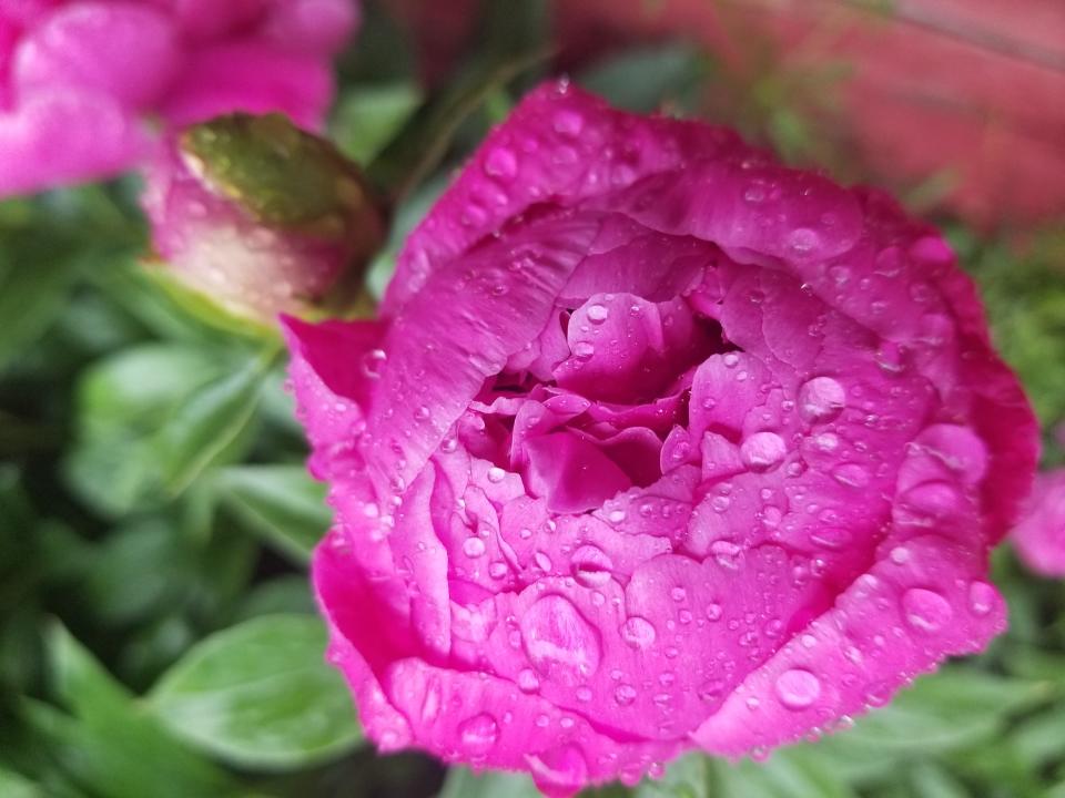 A peony blooming in Hornell benefits from some much needed June rainwater after a record-breaking dry spell in the Southern Tier of New York state.