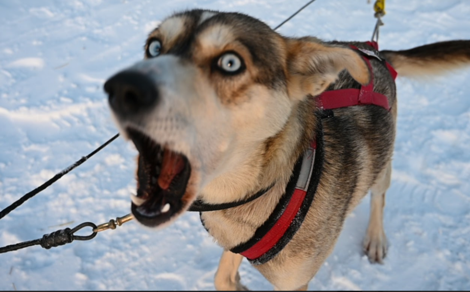 UGC: Churchill, Manitoba, dog in snow. Courtesy: Kyle Brittain